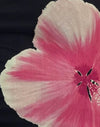 Aquarelle florale noir et rose