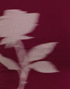 Bourgogne Rose floue
