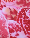 Rose Orchidée