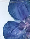 Ivoire avec orchidée bleue