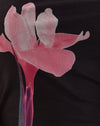 Placement de fleurs roses