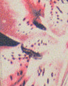 fleur de lys