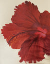 Babeurre à l'hibiscus