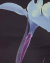 placement des fleurs de la marine