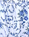 Chaîne de fleurs bleues