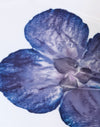 Ivoire avec orchidée bleue