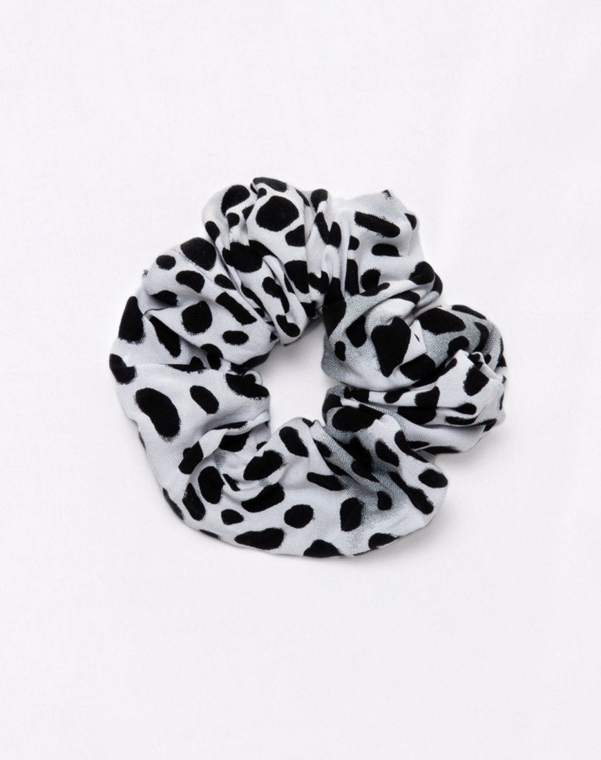 Image du chouchou en dalmatien