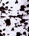 Mini-vache noir et blanc