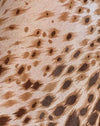 Léopard des sables