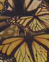  Papillon d'or