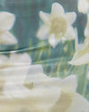 Fleur numérique