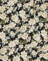  Aster noir